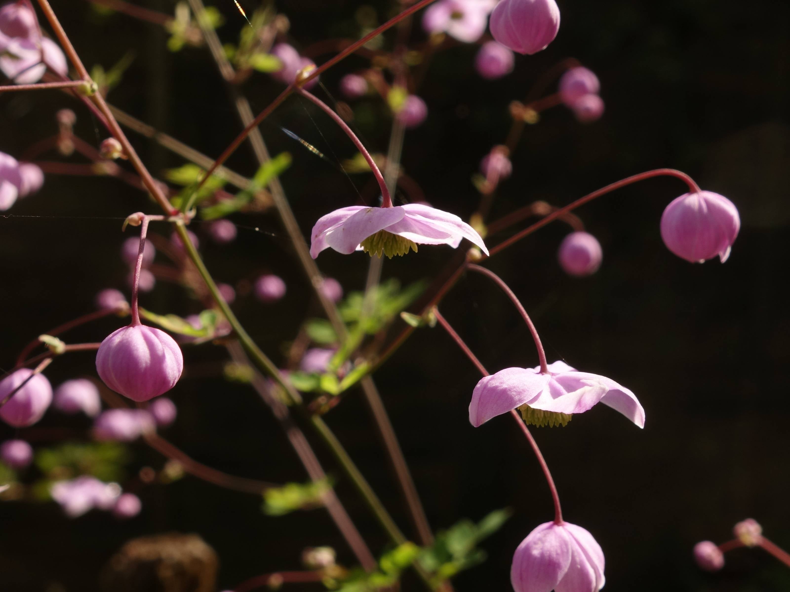 Thalictrum - Chinese Ruit
