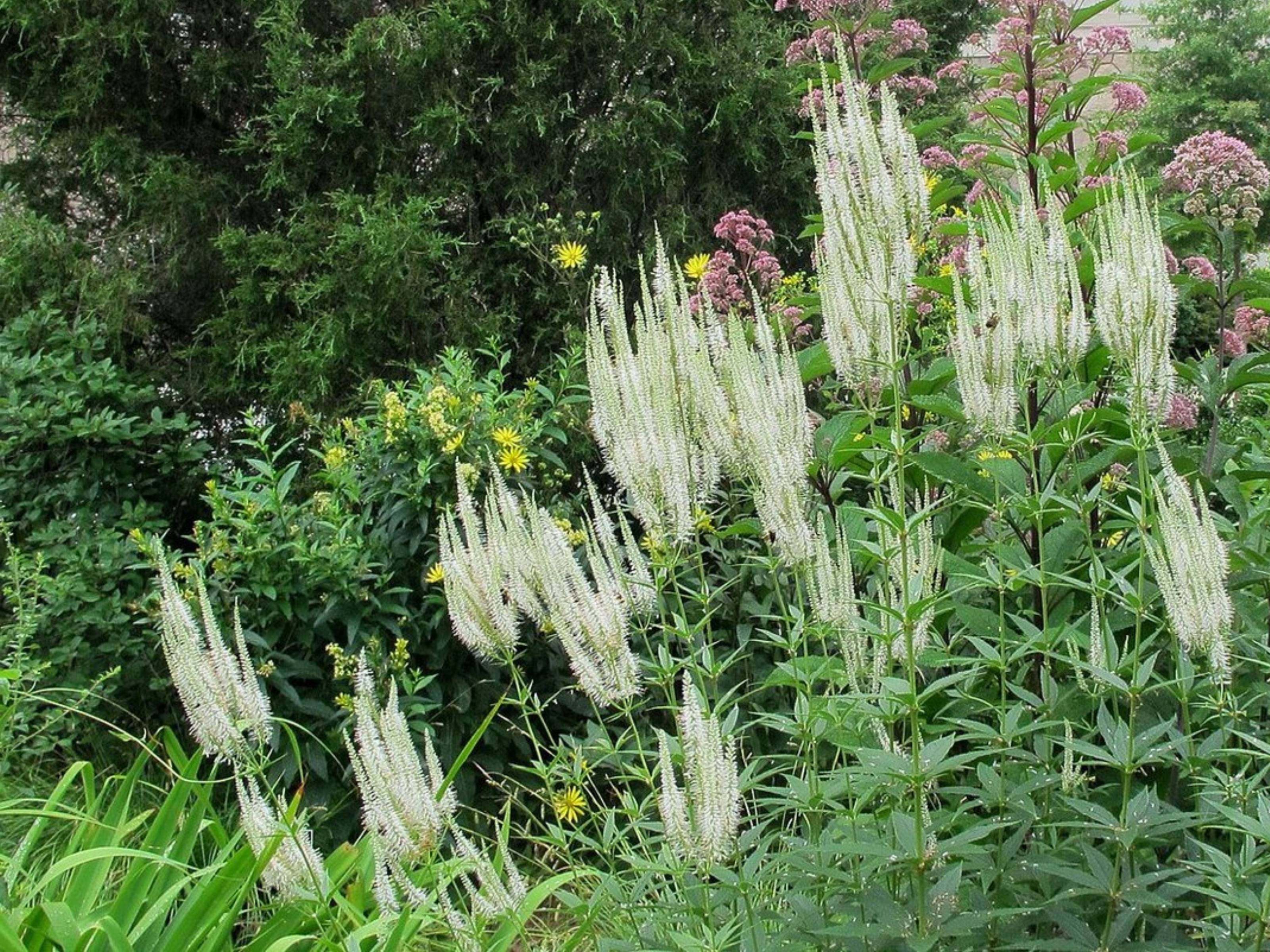 Veronicastrum - Ereprijs