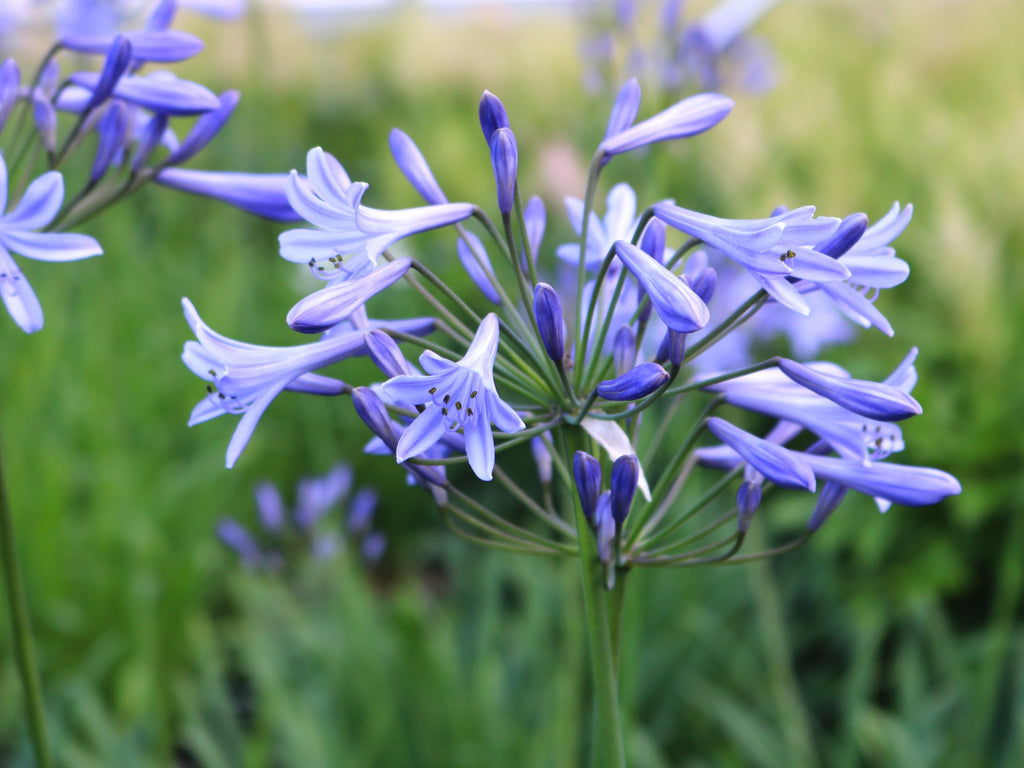 Agapanthus - Afrikaanse Lelie - Clay & Roots