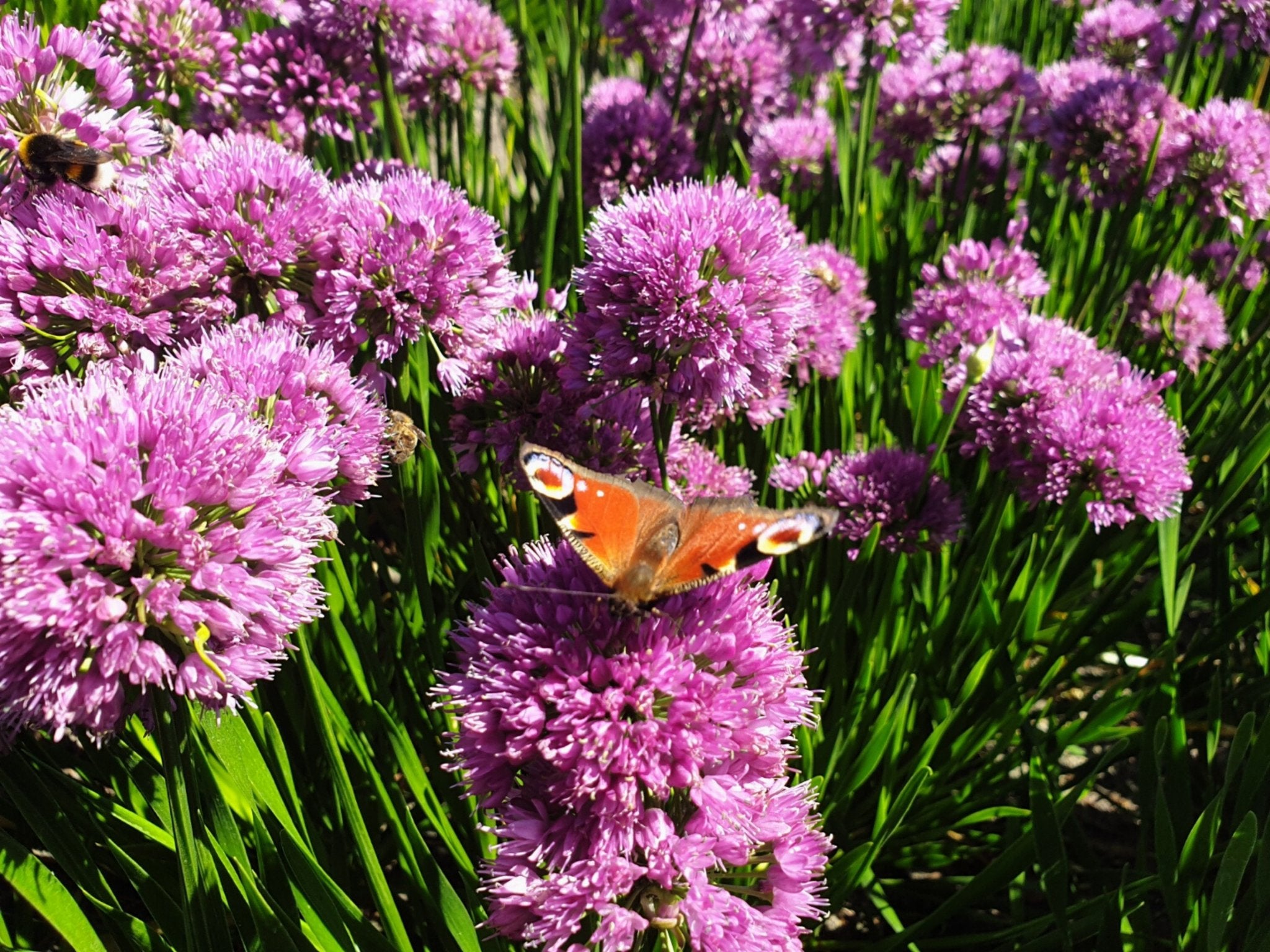 Allium - Clay & Roots