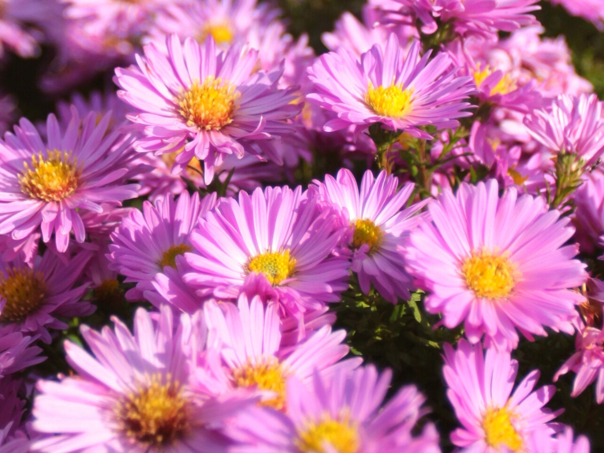 Aster (Herfstaster) - Clay & Roots