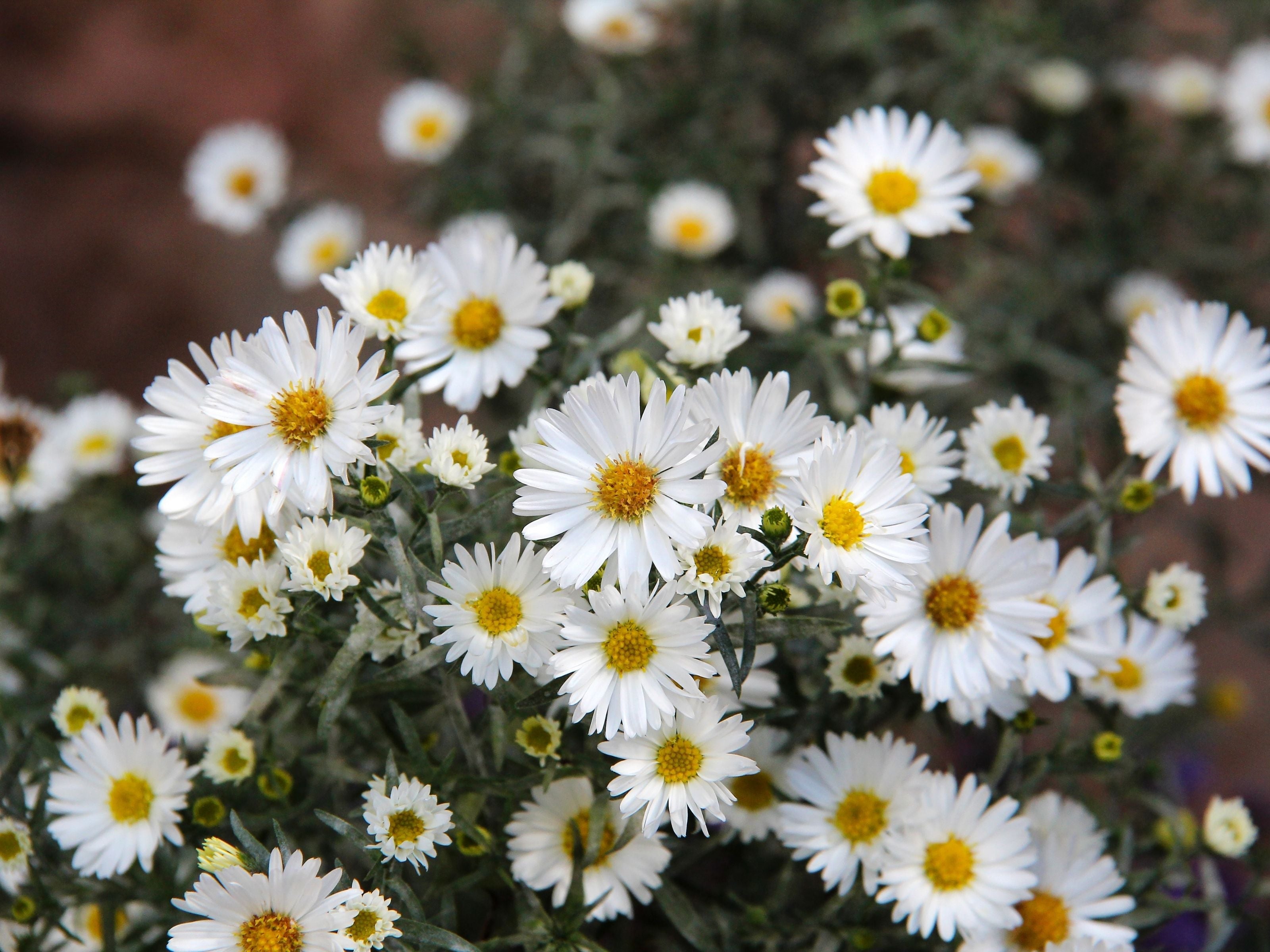 Aster (Herfstaster) - Clay & Roots