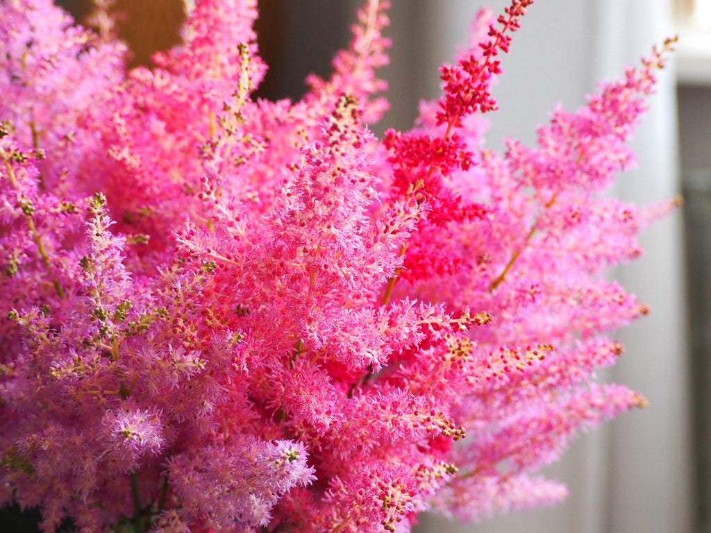 Astilbe - Clay & Roots