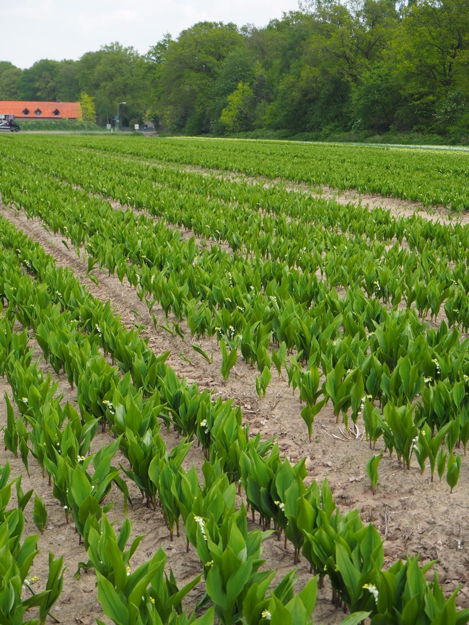 Beschikbaar voor levering vanaf oktober - Clay & Roots