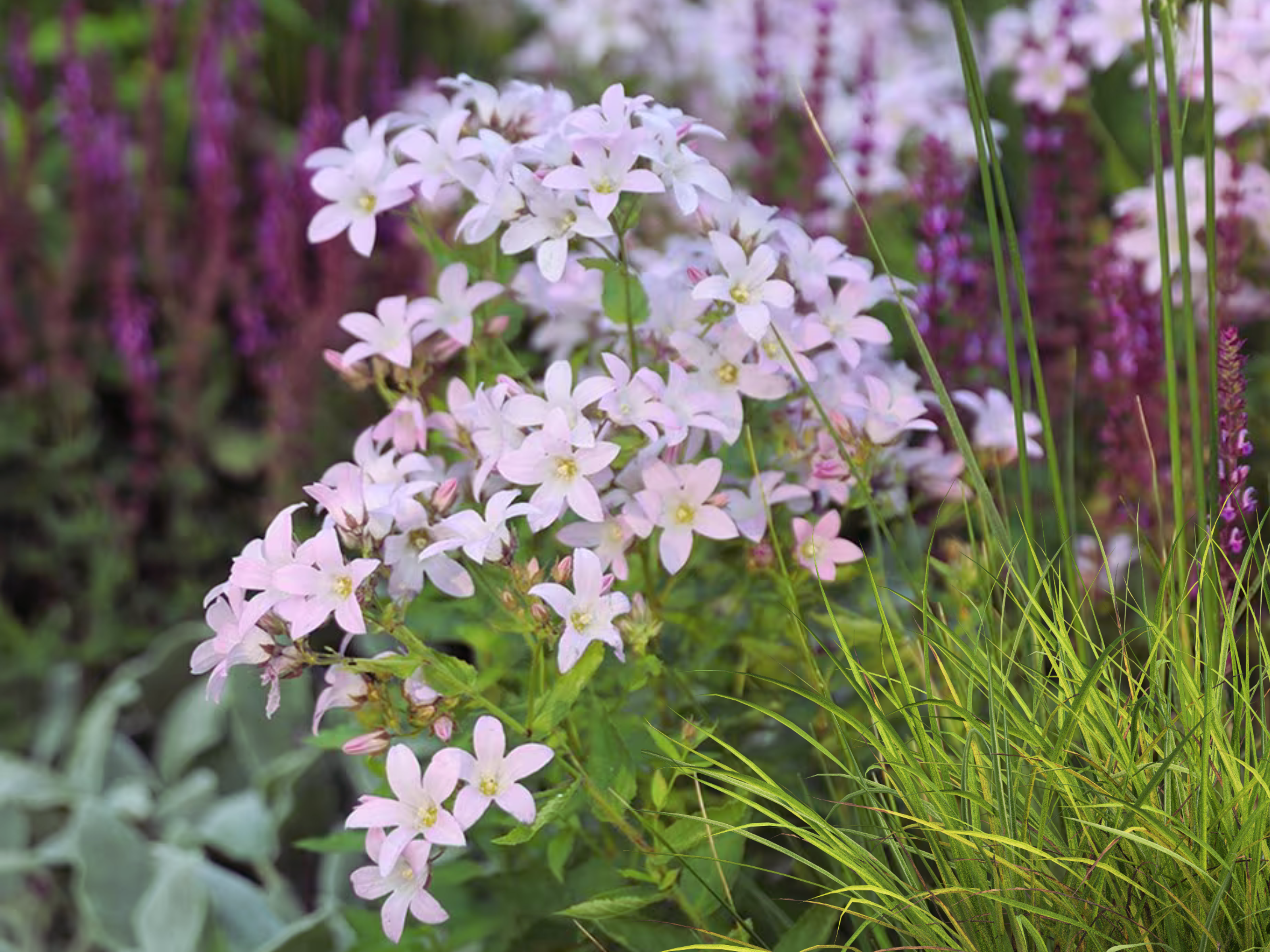Campanula - Klokjesbloem
