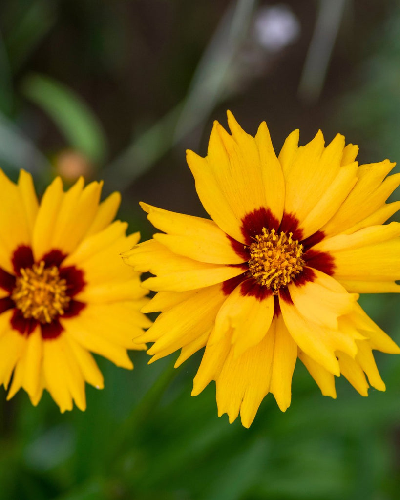 Coreopsis - Clay & Roots