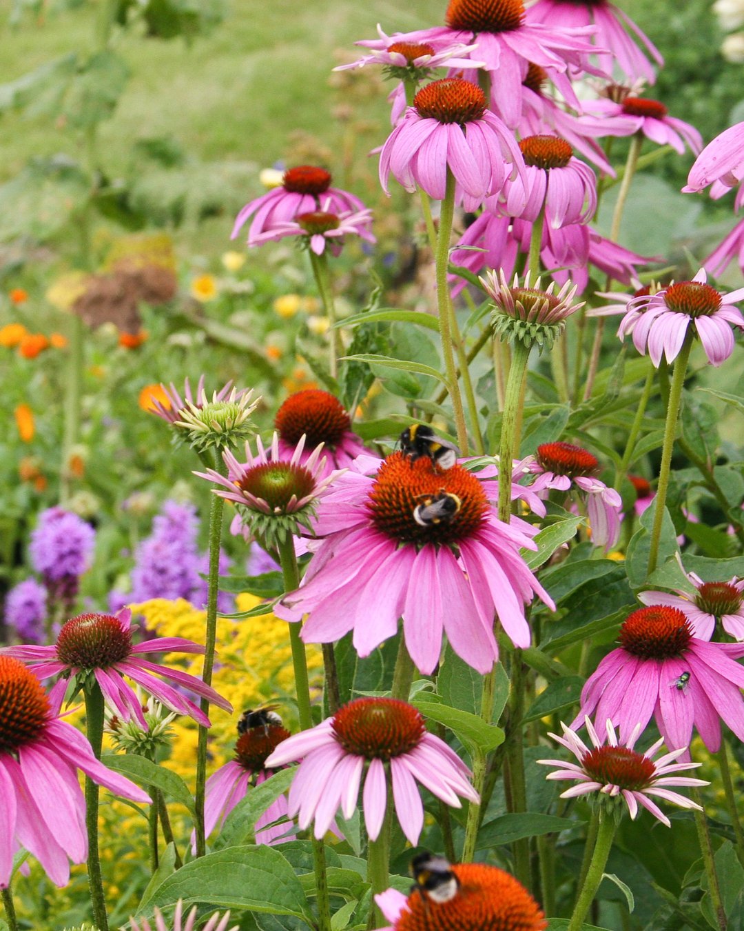 Echanicea - Clay & Roots