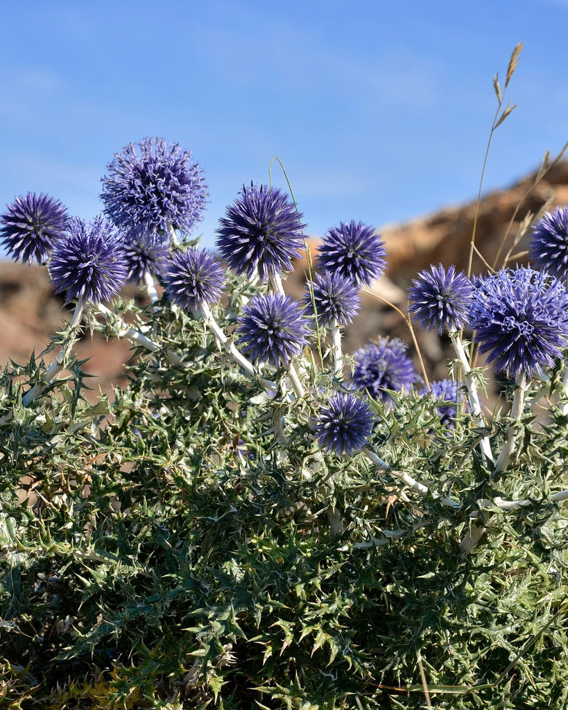Echinops - Clay & Roots
