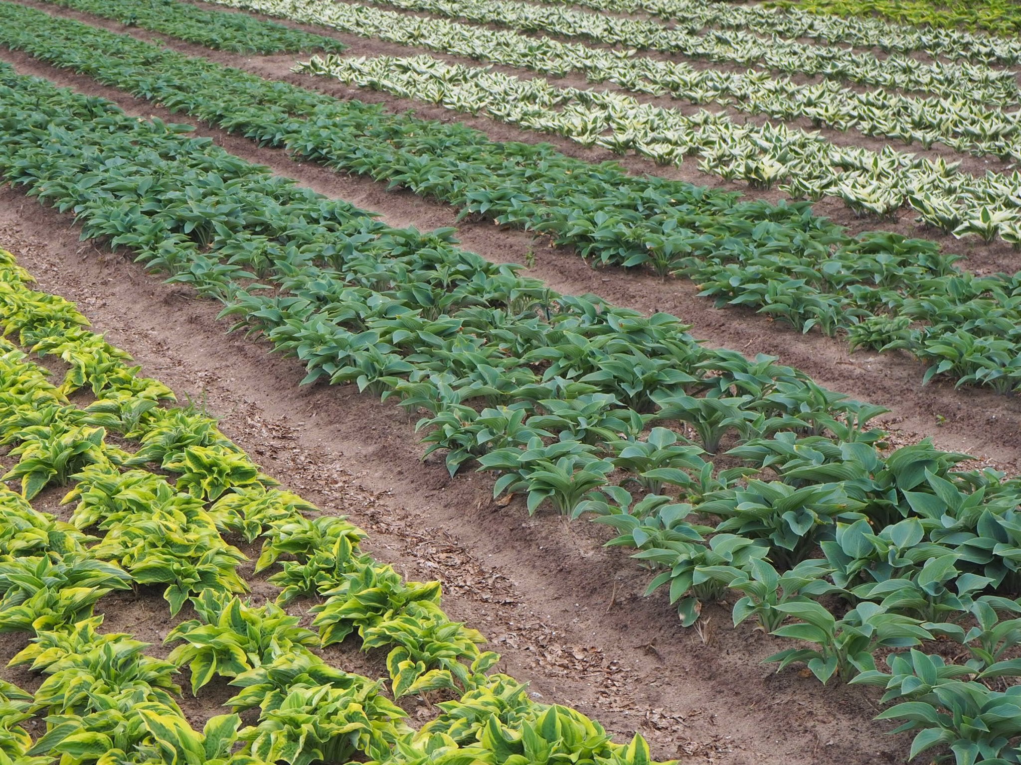 Hosta - Clay & Roots