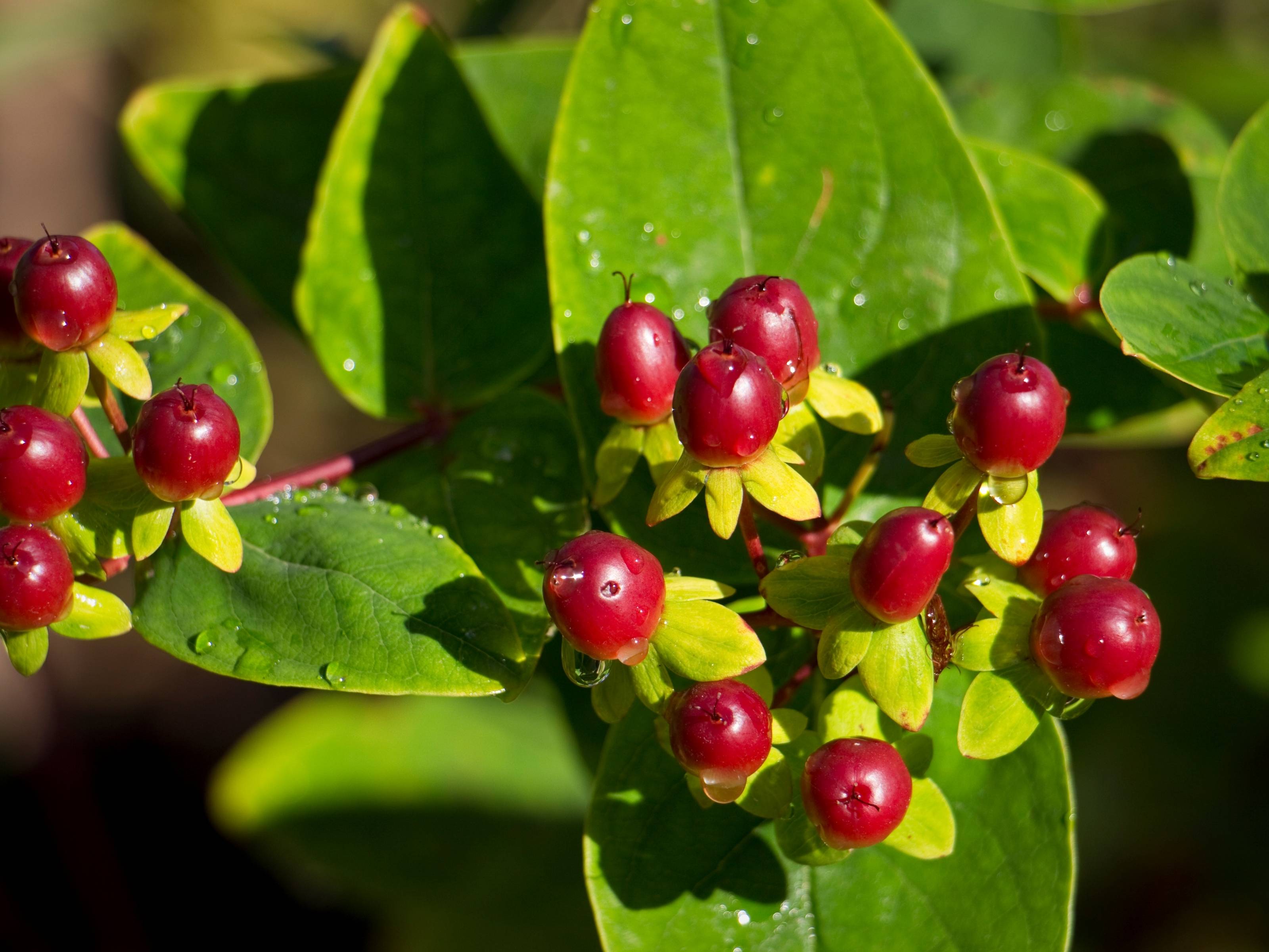 Hypericum - Sint-janskruid