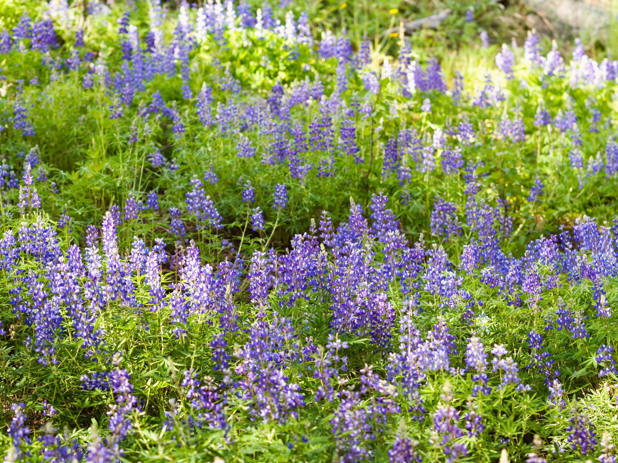 Lupine - Clay & Roots