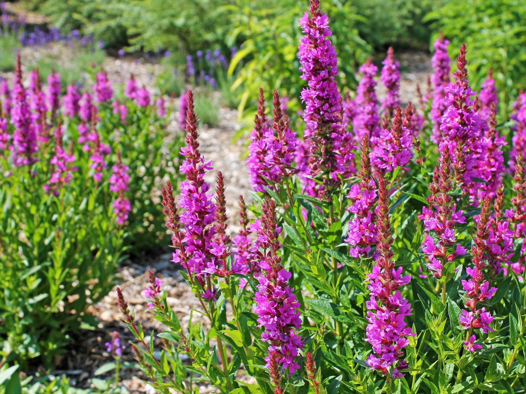 Lythrum salicaria - Clay & Roots
