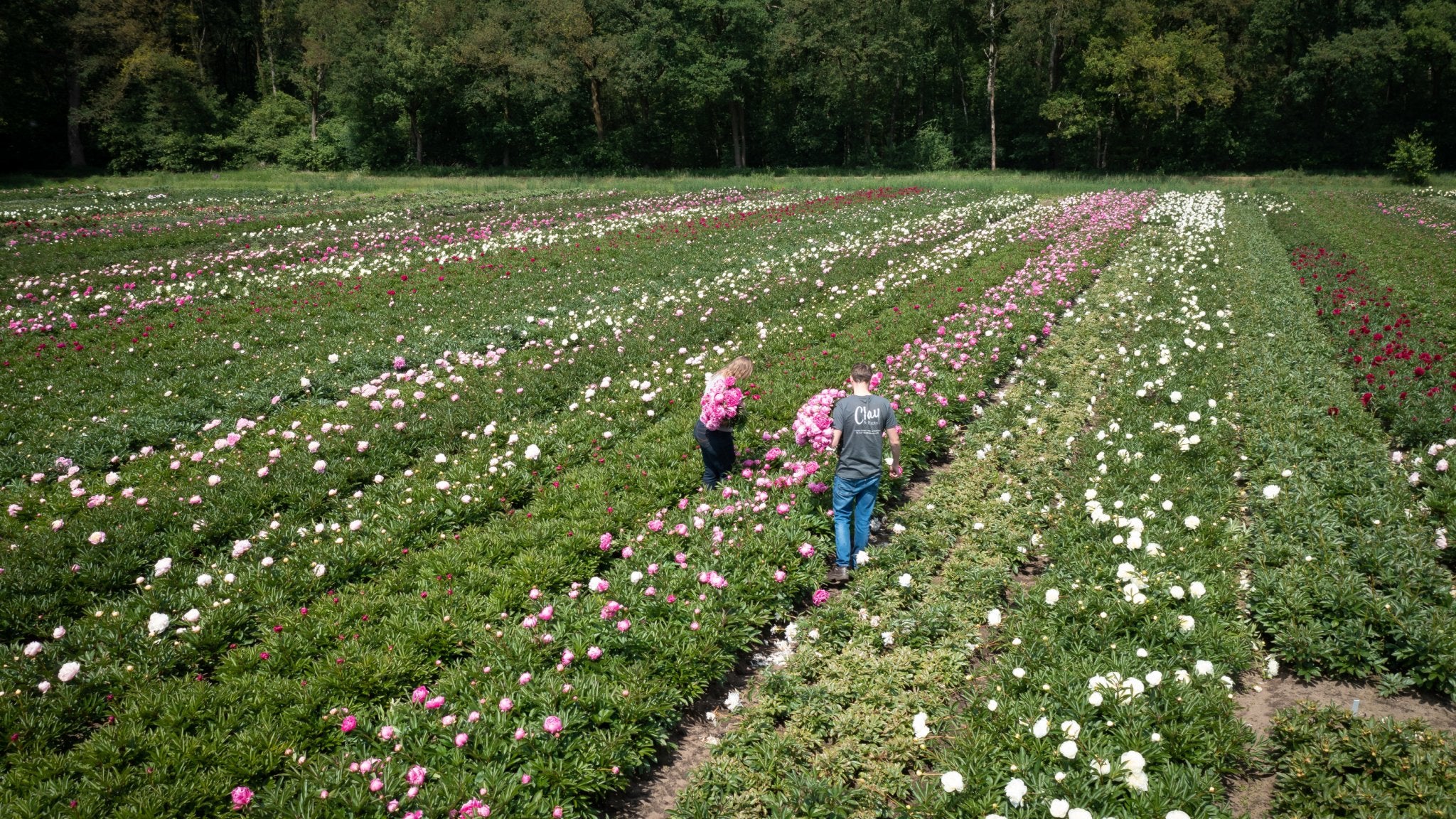 Nu te bestellen (verzending vanaf 16 oktober) - Clay & Roots