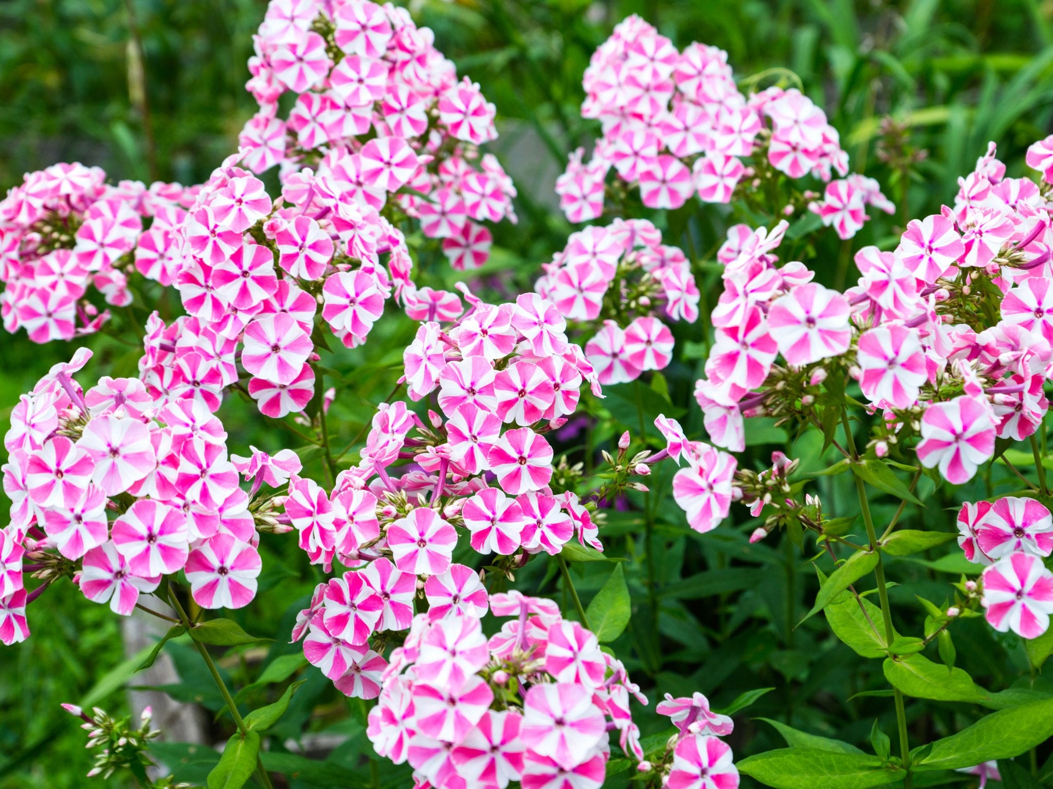 Phlox (Vlambloem) - Clay & Roots