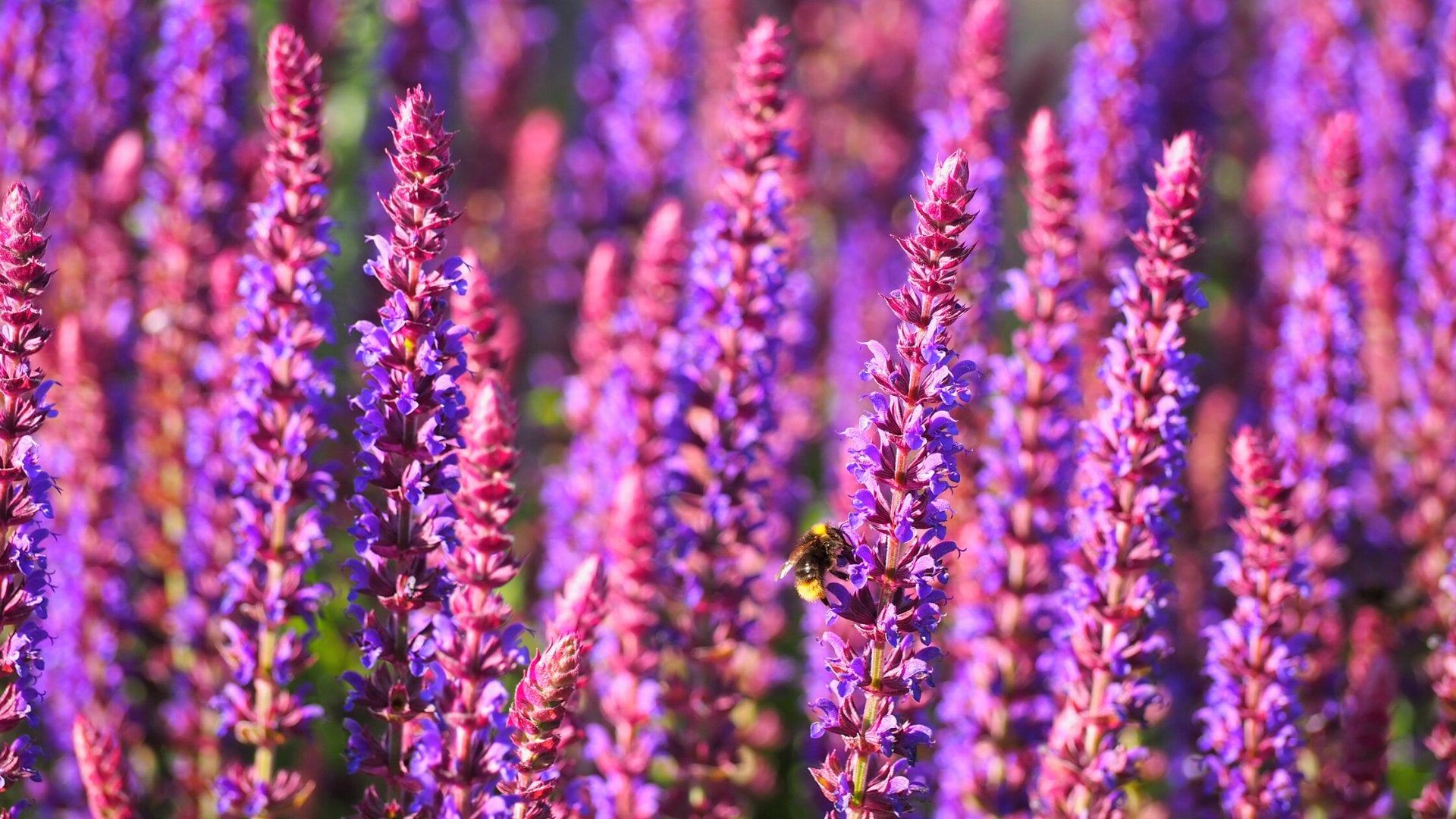 Planten die bijen en vlinders aantrekken - Clay & Roots