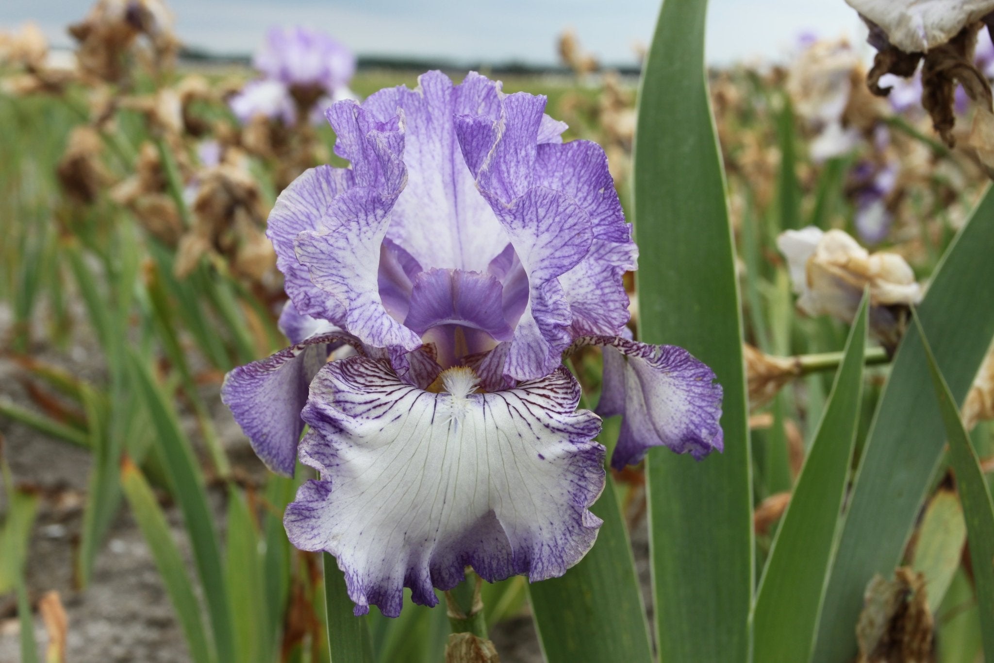 Planten van kwekerij Bouwmeester Vaste Planten - Clay & Roots