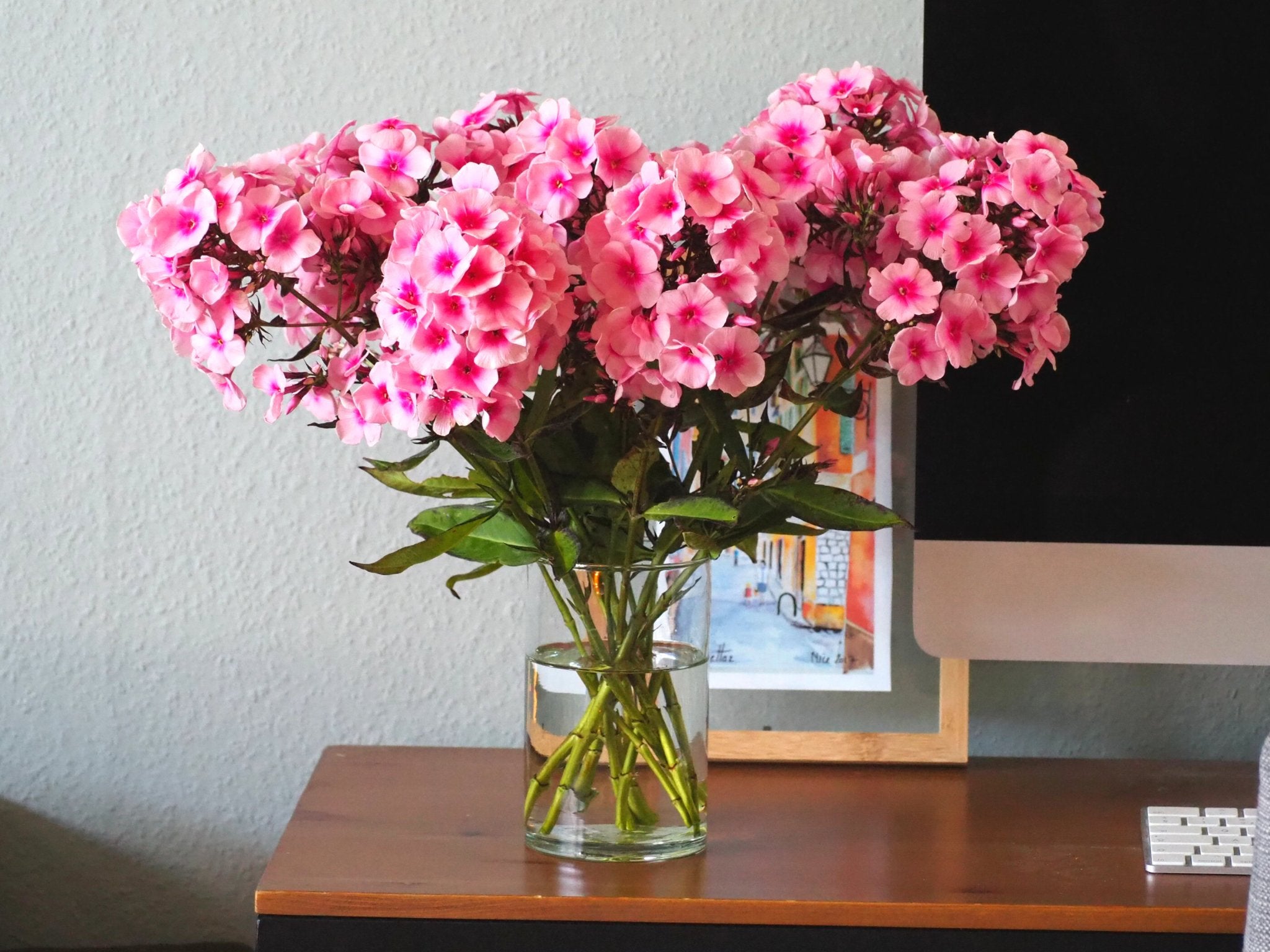 Planten voor halfschaduw - Clay & Roots