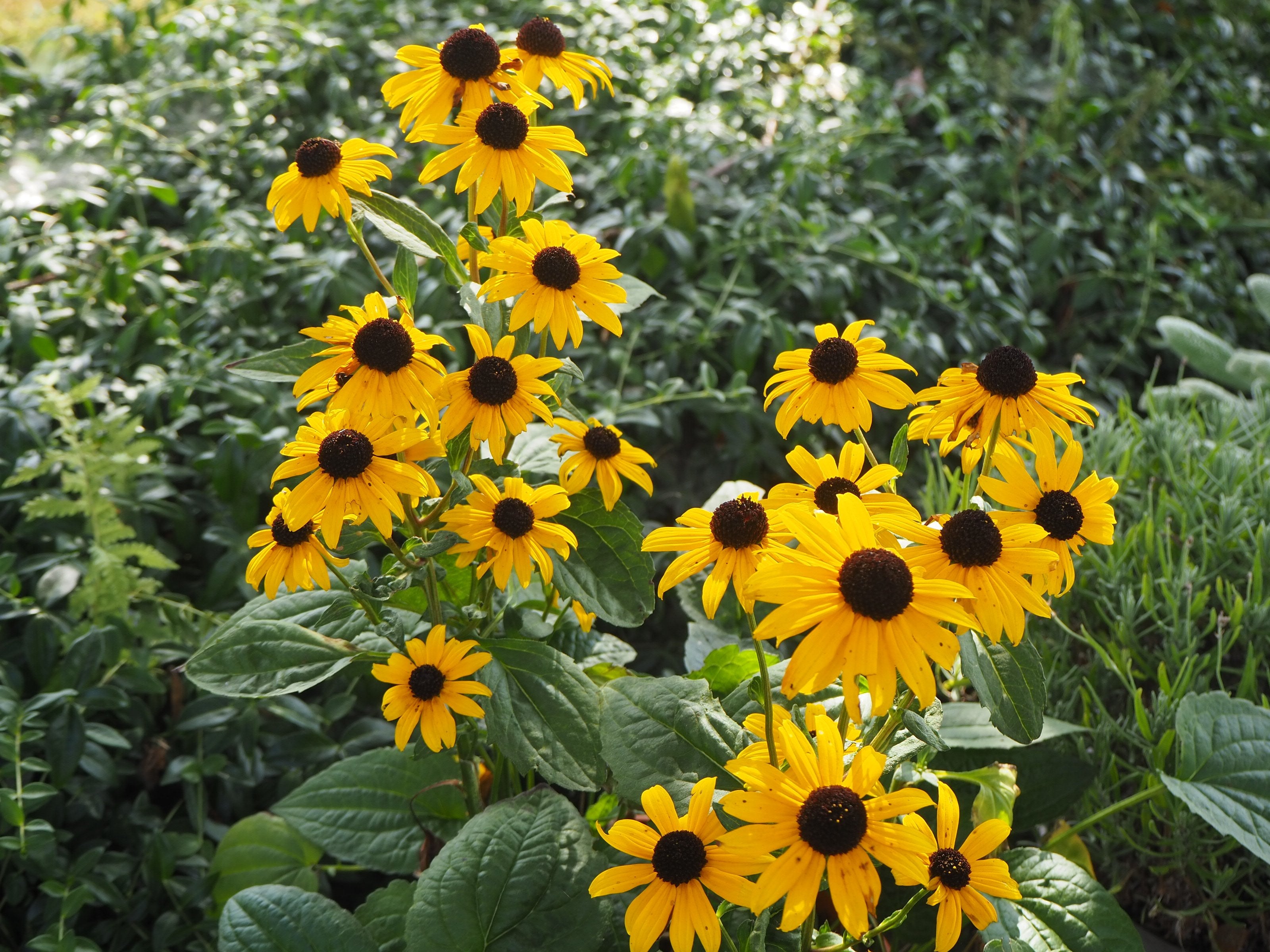 Rudbeckia - Clay & Roots