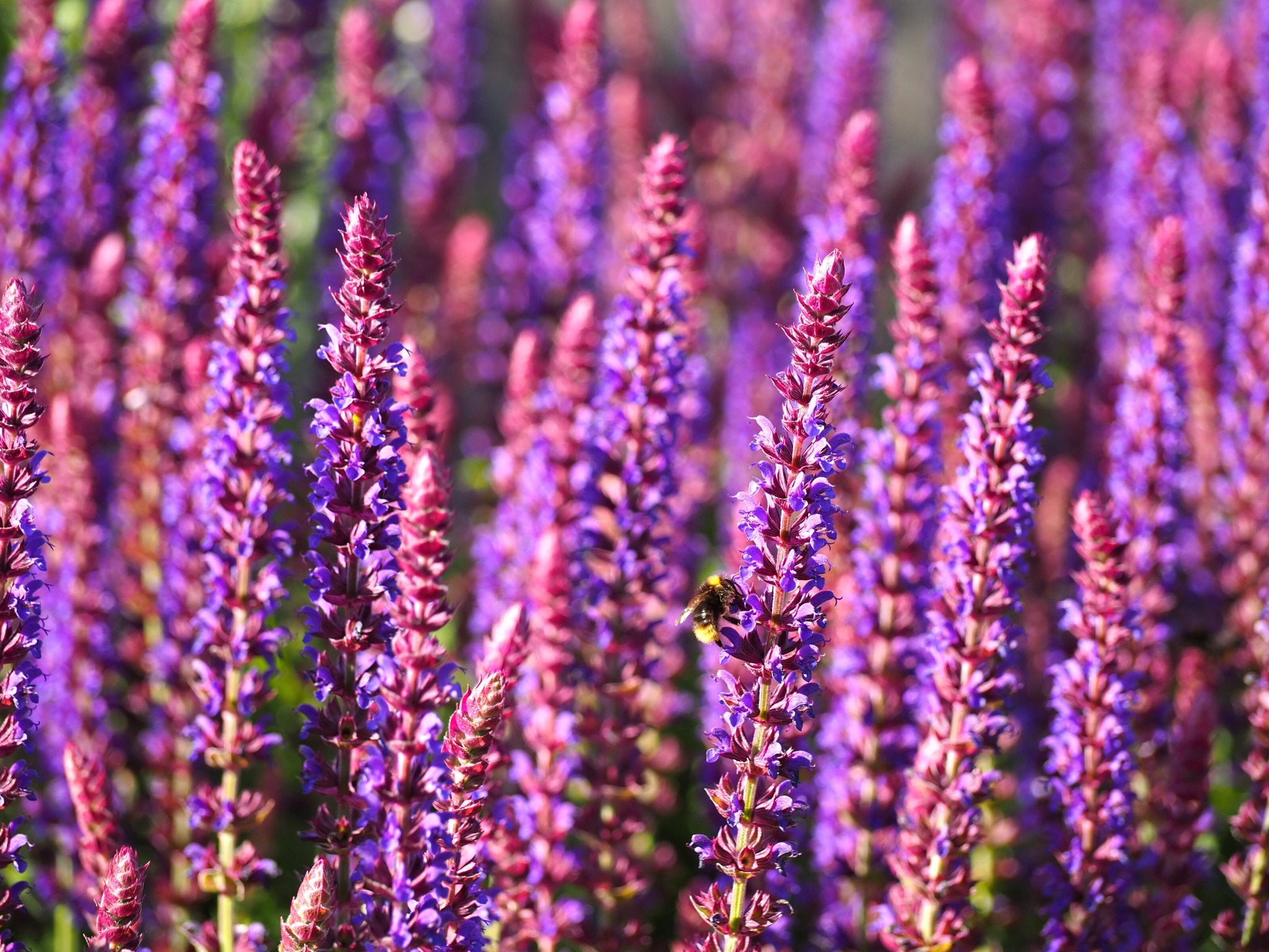 Salvia - Clay & Roots