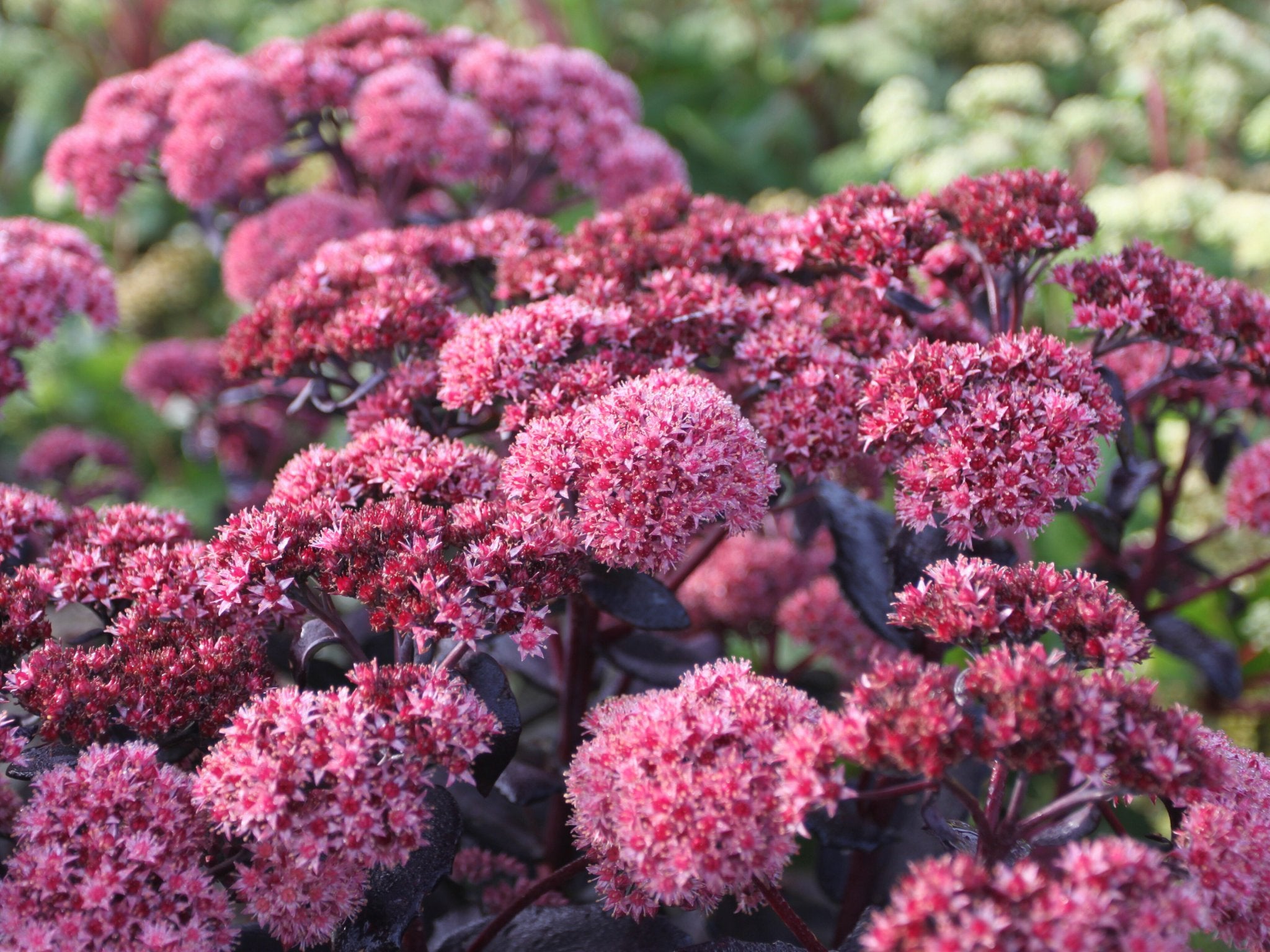 Sedum - Clay & Roots