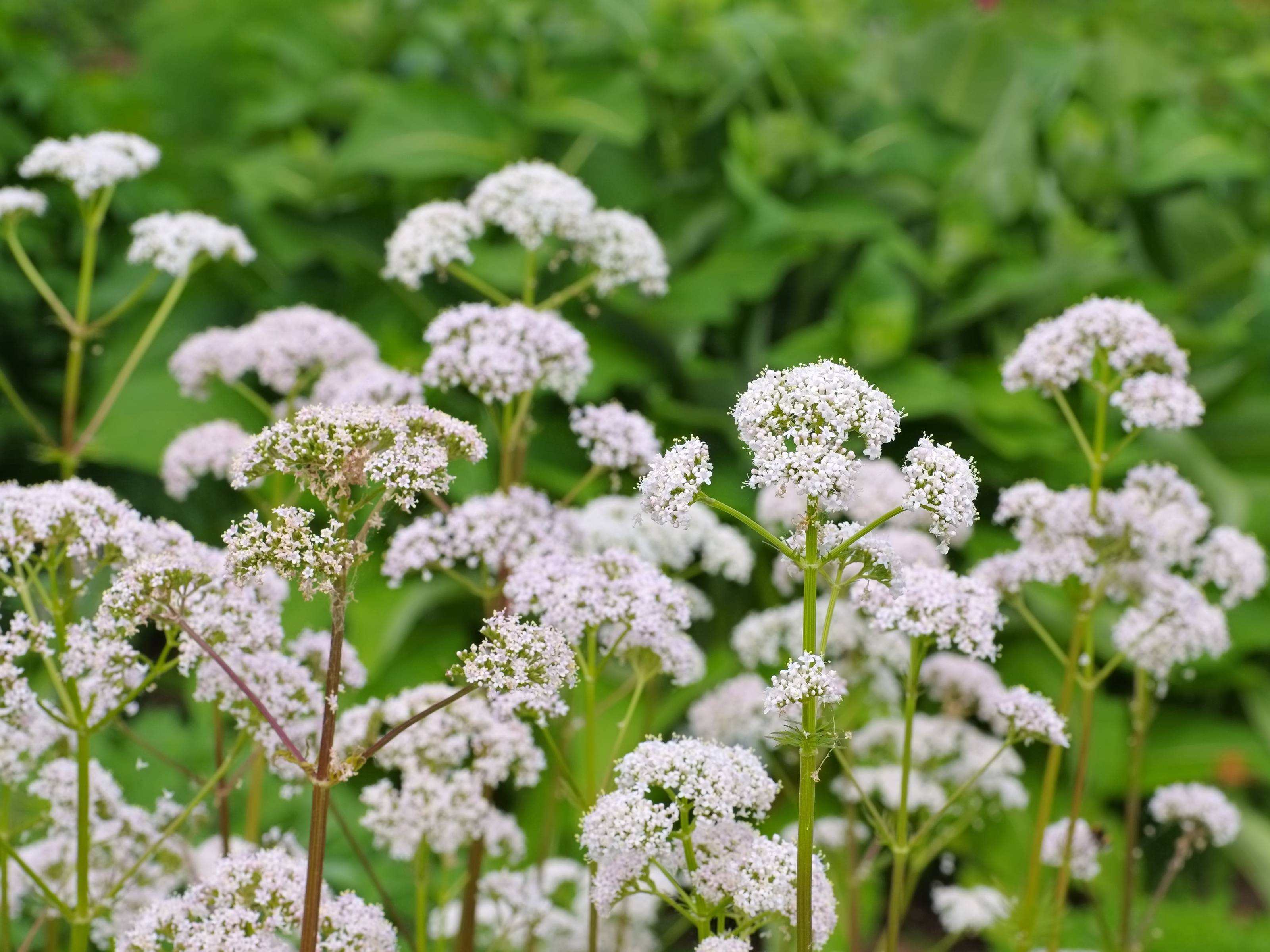 Valeriana - Echte Valeriaan