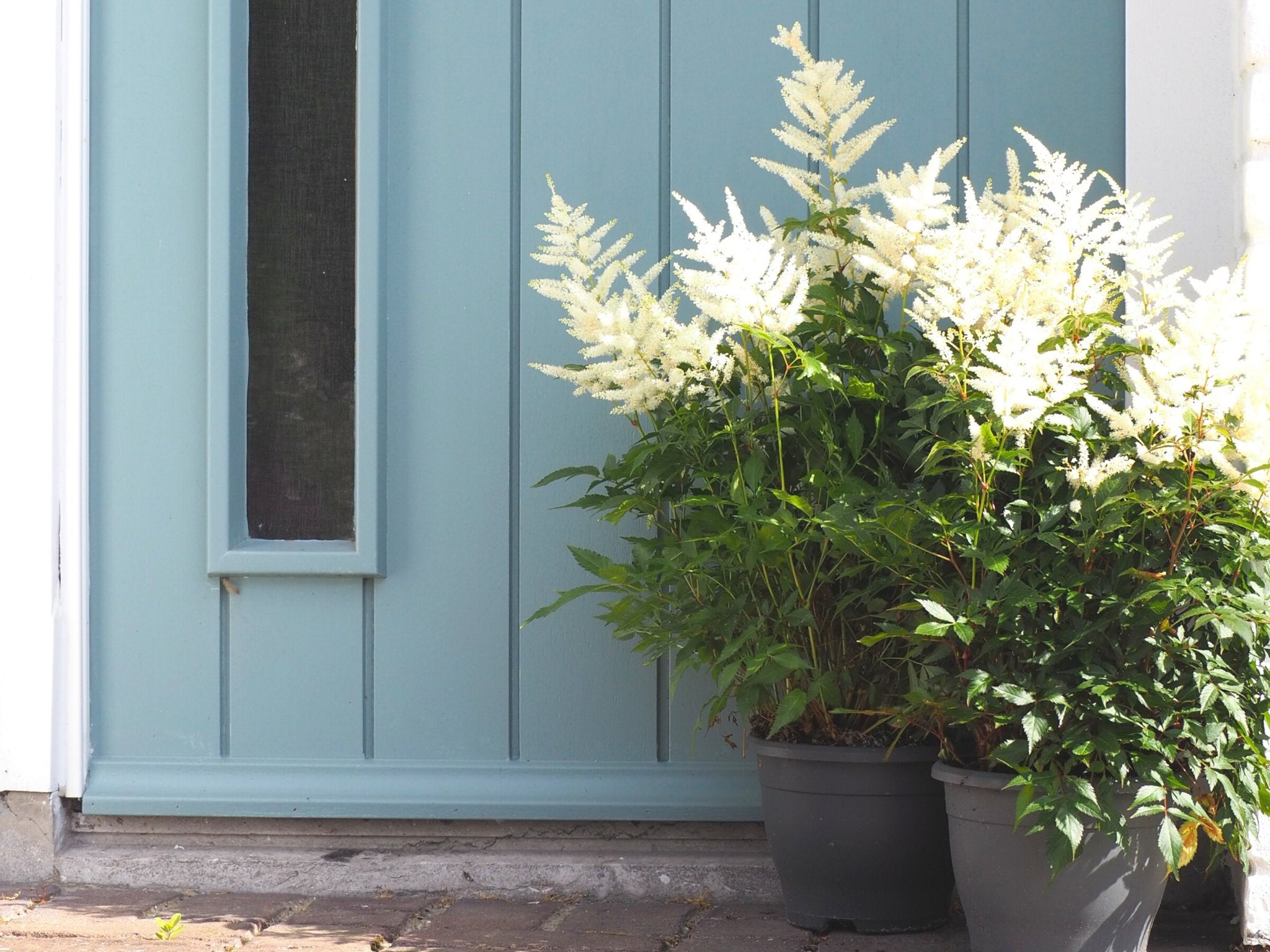 Vaste planten voor in een pot - Clay & Roots