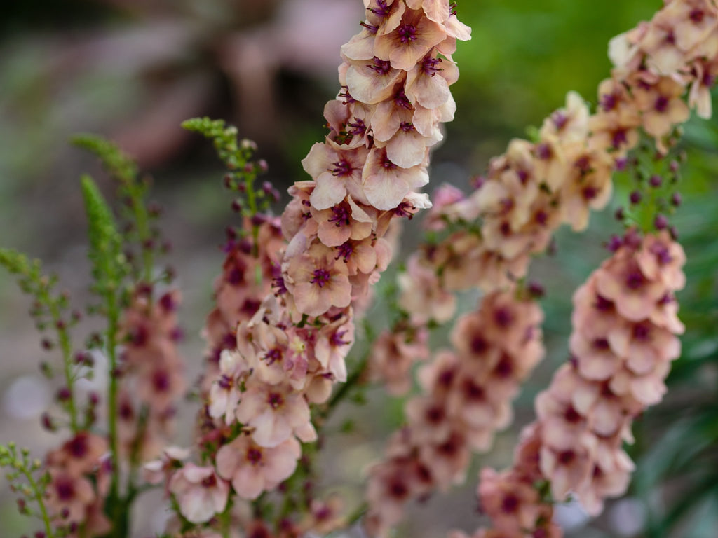 Verbascum - Clay & Roots