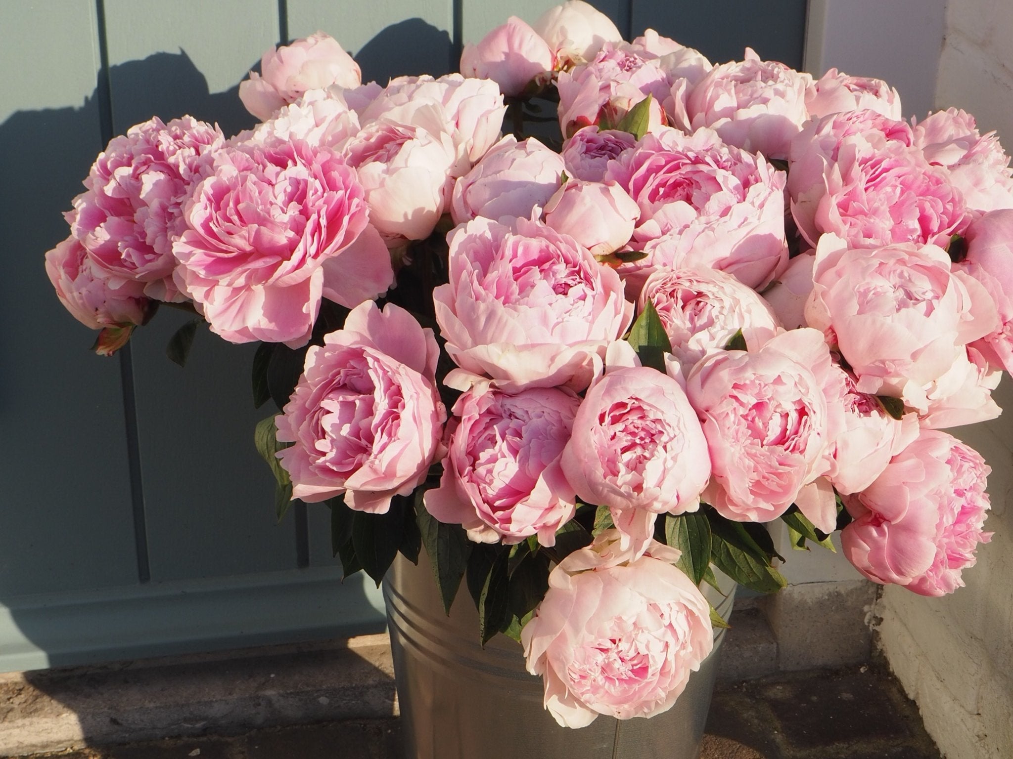 Pioenroos Sarah Bernhardt - XL wortelknol - Clay & Roots - van de kwekerij