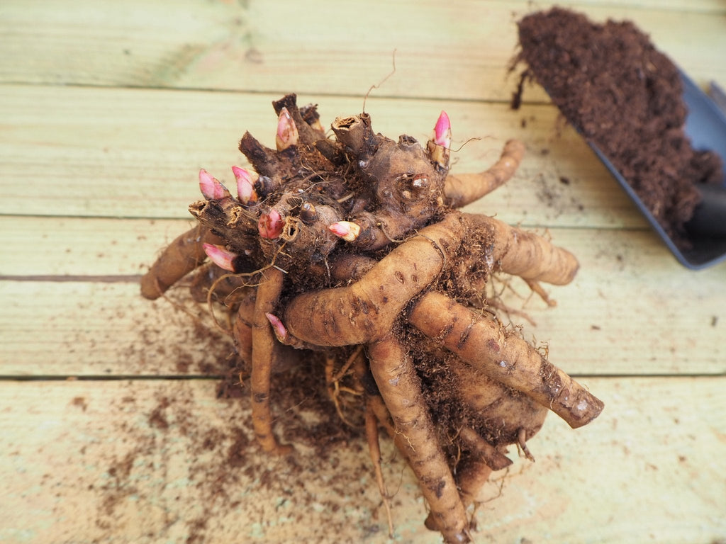 Pioenroos Sarah Bernhardt - XL wortelknol - Clay & Roots - van de kwekerij