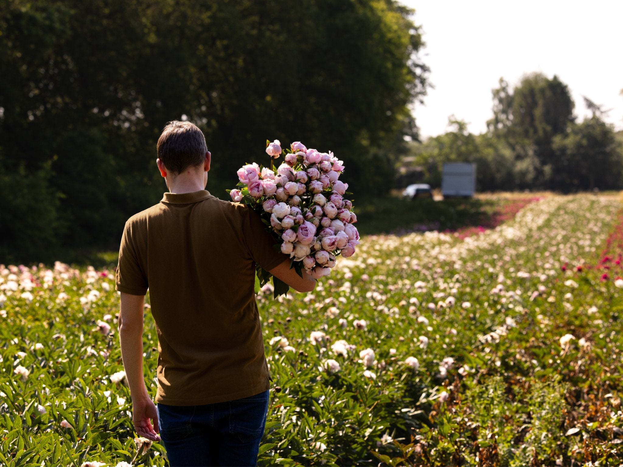 Pioenroos Sarah Bernhardt - XL wortelknol - Clay & Roots - van de kwekerij