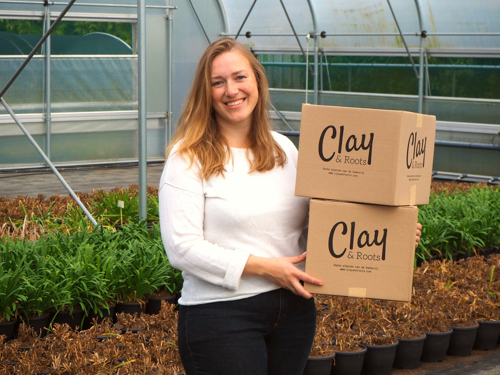 Akelei Christa Barlow - Clay & Roots - van de kwekerij