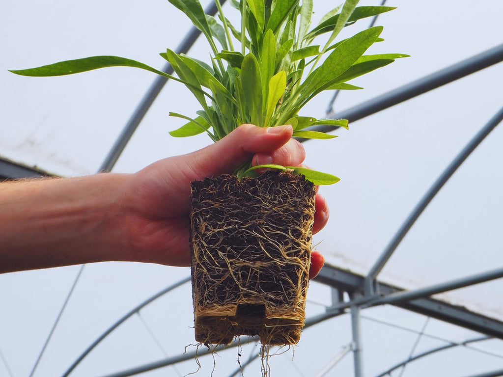 Echinacea Green Twister - Clay & Roots - van de kwekerij