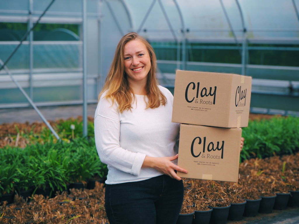 Echinacea Rubinstern - Clay & Roots - van de kwekerij