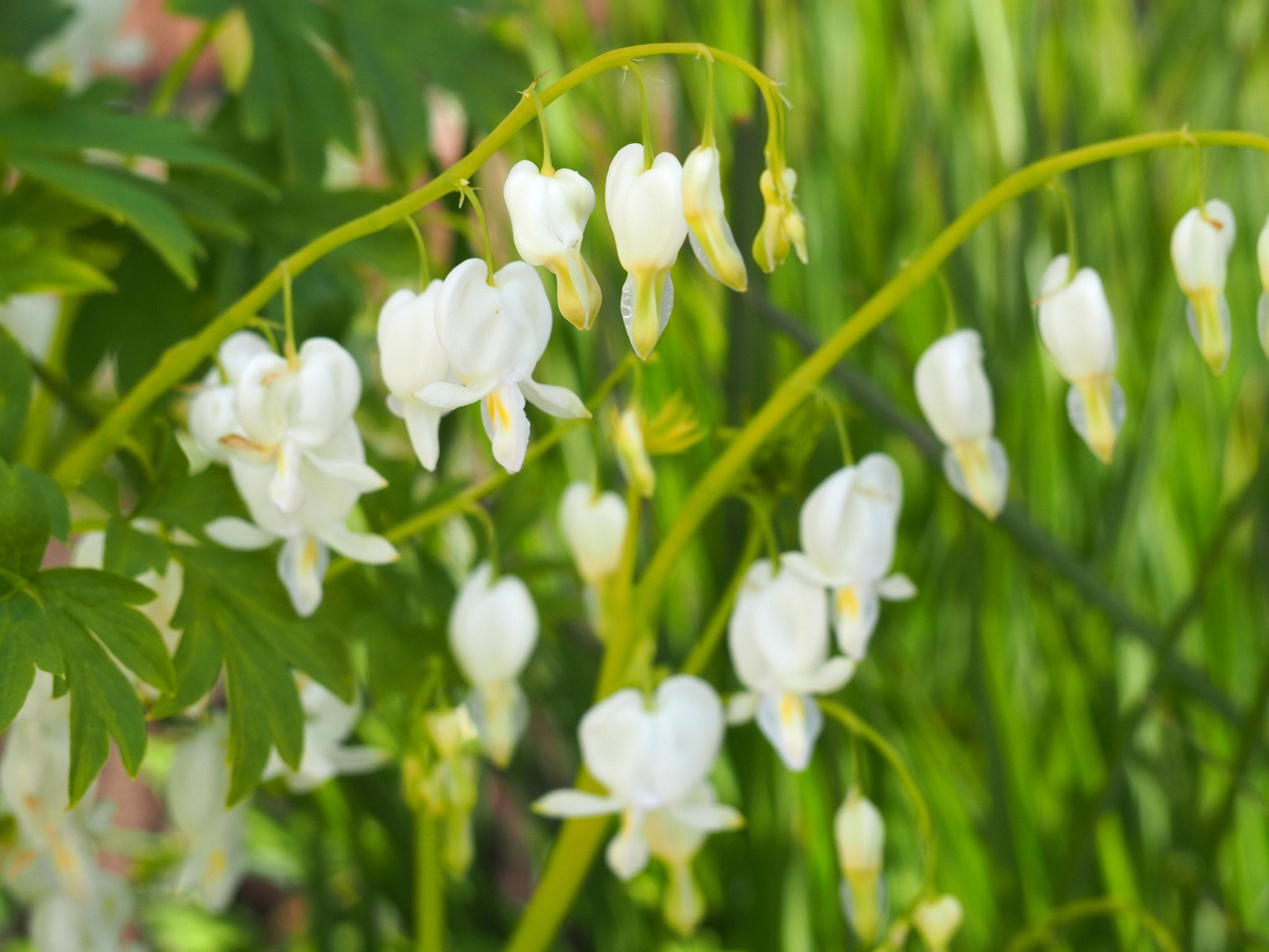 Gebroken hartje - Dicentra Lamprocapnos Spectabilis Alba (wit) - Clay & Roots - van de kwekerij
