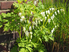 Gebroken hartje - Dicentra Lamprocapnos Spectabilis Alba (wit) - Clay & Roots - van de kwekerij