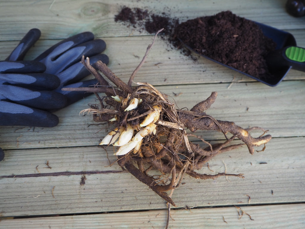 Gebroken hartje - Dicentra Lamprocapnos Spectabilis Alba (wit) - Clay & Roots - van de kwekerij