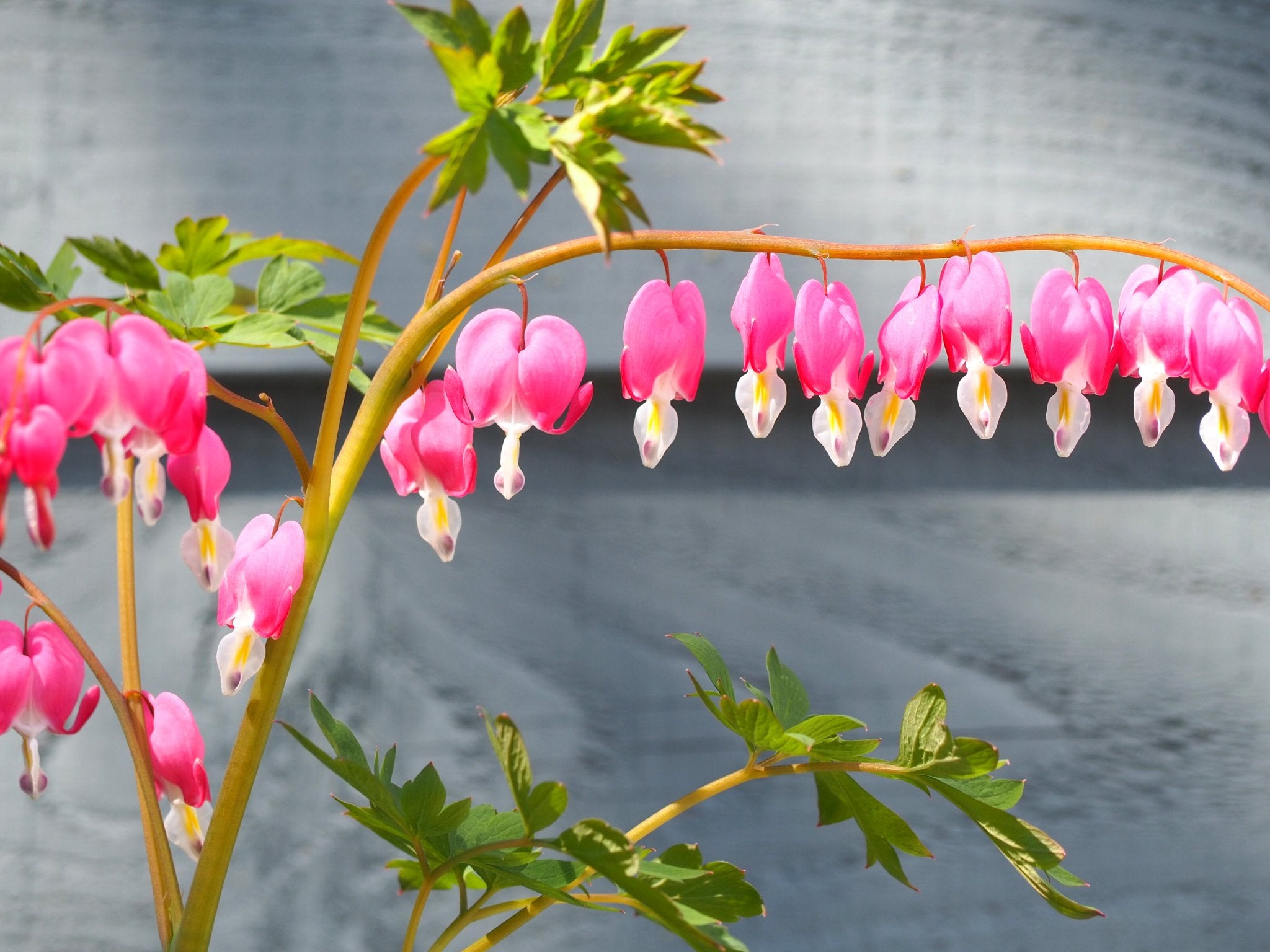 Gebroken hartje - Dicentra Lamprocapnos Spectabilis (roze) - Clay & Roots - van de kwekerij