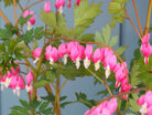 Gebroken hartje - Dicentra Lamprocapnos Spectabilis (roze) - Clay & Roots - van de kwekerij