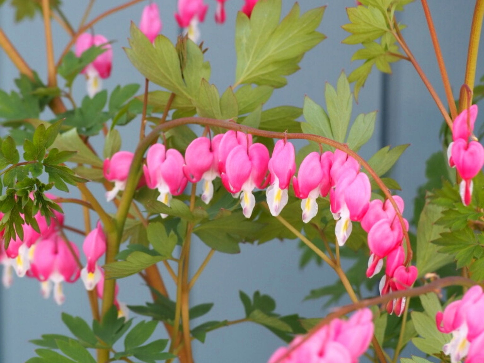 Gebroken hartje - Dicentra Lamprocapnos Spectabilis (roze) - Clay & Roots - van de kwekerij