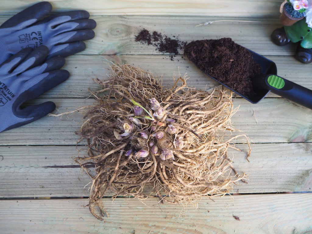 Hosta Wide Brim - Clay & Roots - van de kwekerij