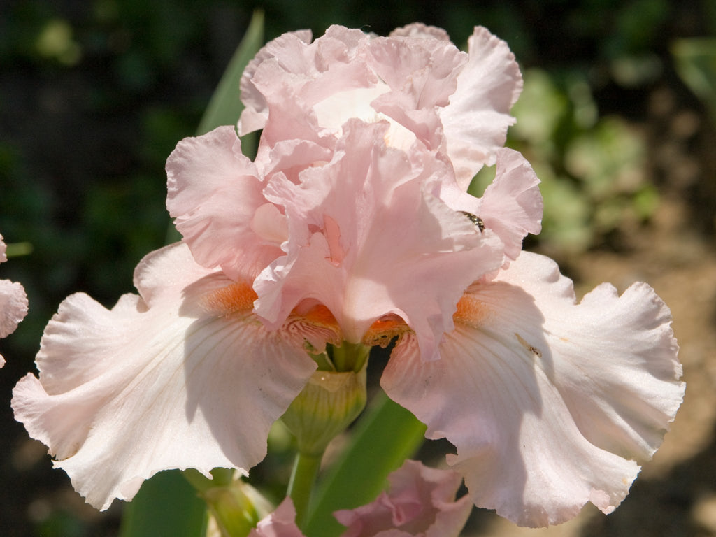 Iris Germanica Blushing Pink - Clay & Roots - van de kwekerij