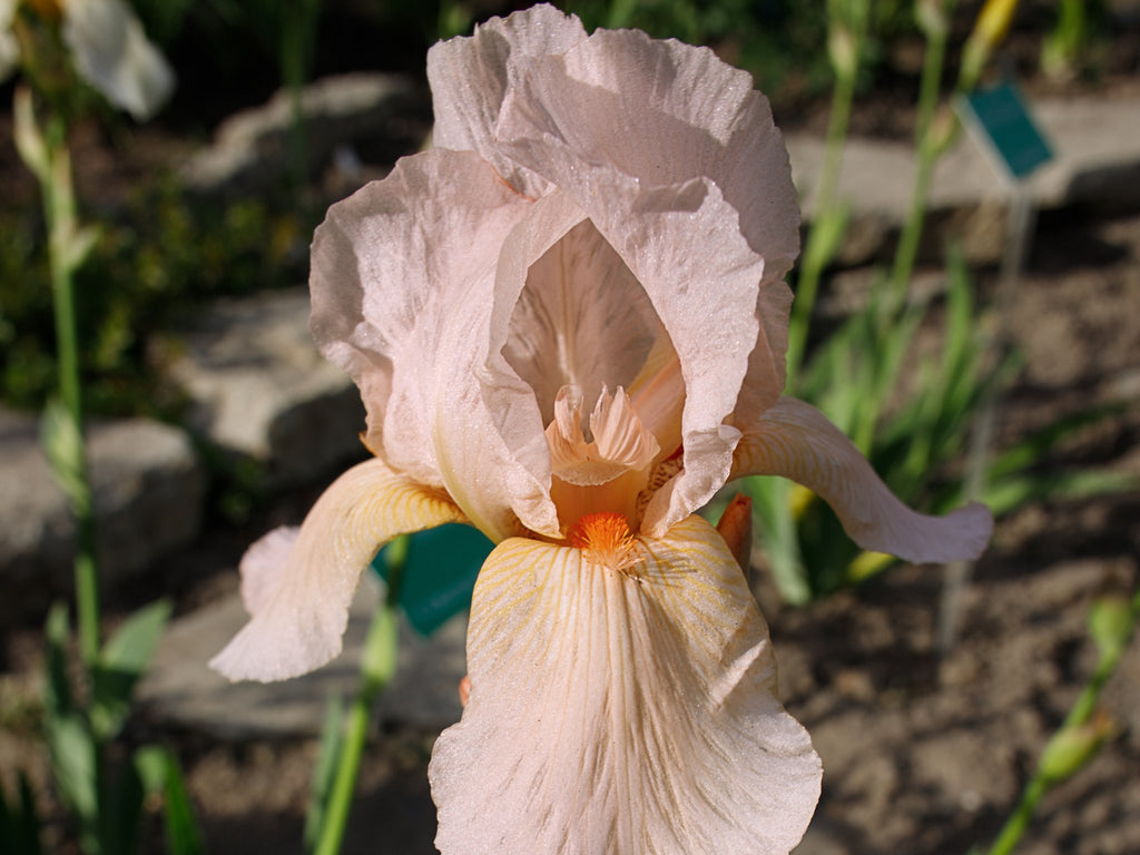 Iris Germanica Pink Empress - Clay & Roots - van de kwekerij