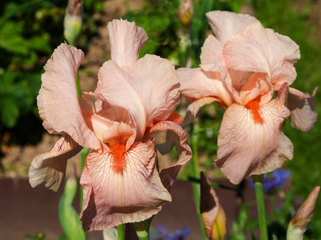 Iris Germanica Pink Empress - Clay & Roots - van de kwekerij