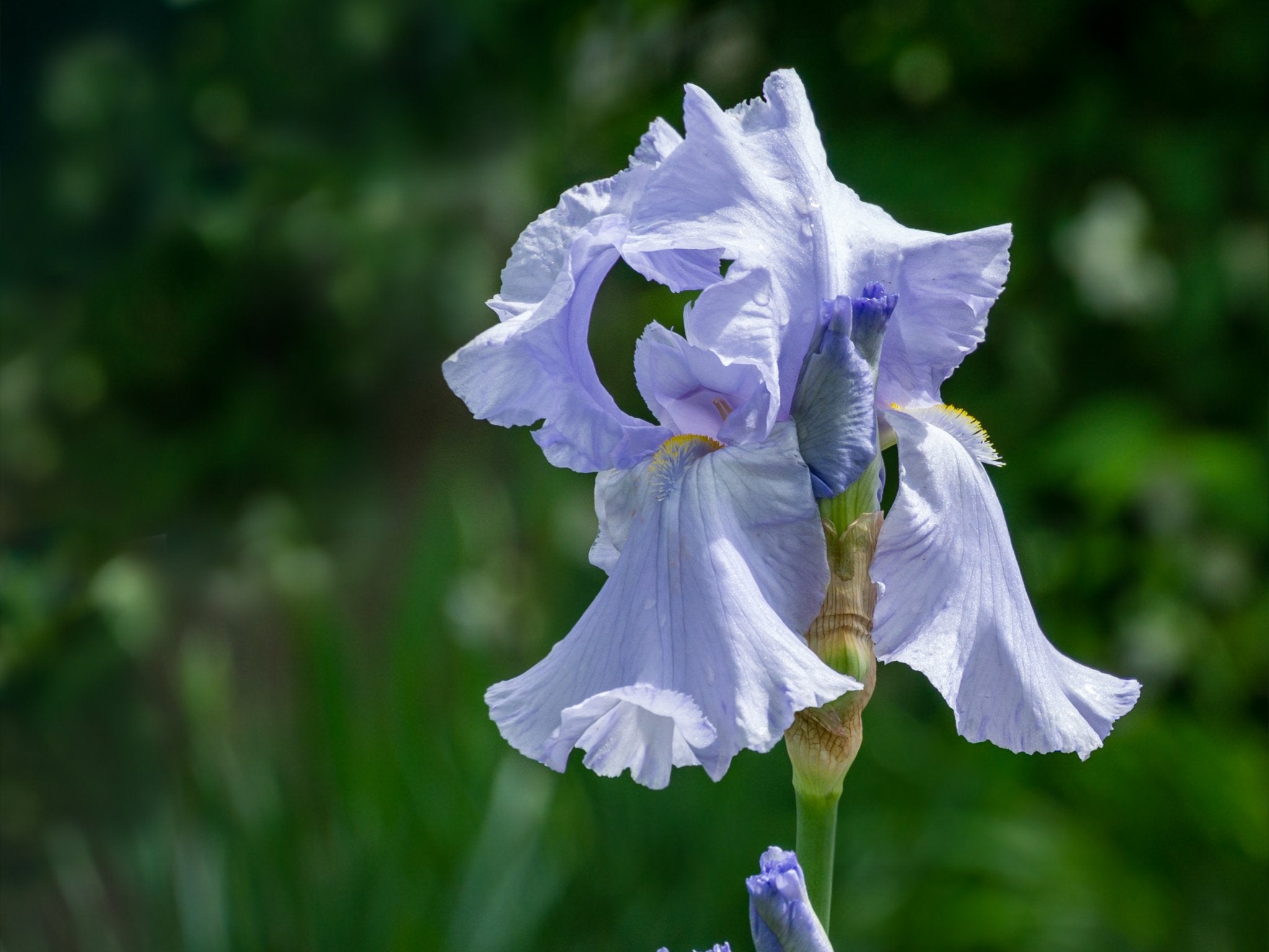 Iris Germanica Springtime Madonna - Clay & Roots - van de kwekerij