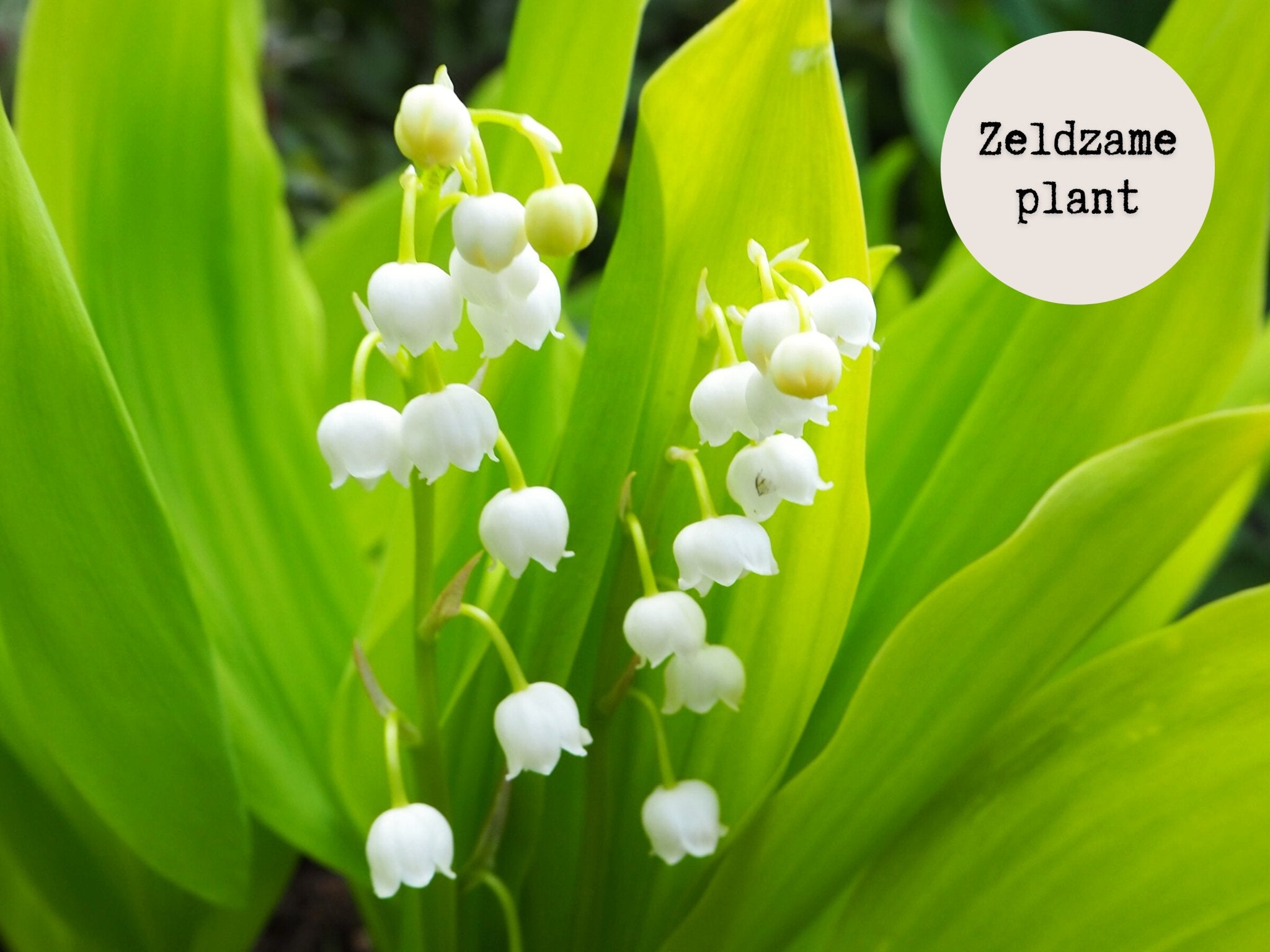Lelietje Van Dalen - Convallaria Majalis 'Aurea' - Clay & Roots - van de kwekerij