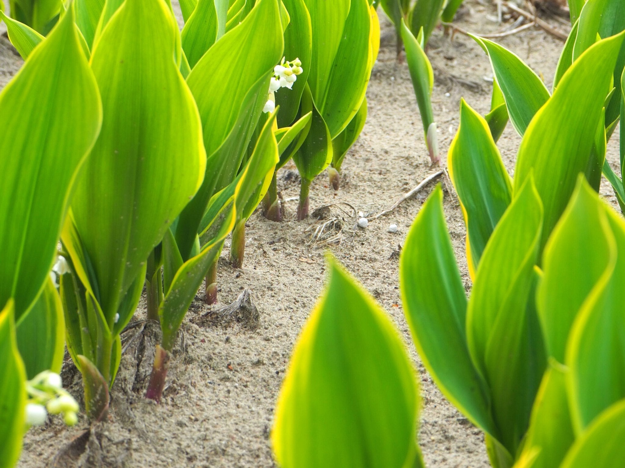 Lelietje Van Dalen - Convallaria Majalis 'Hardwick Hall' - Clay & Roots - van de kwekerij