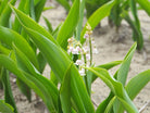Lelietje Van Dalen - Convallaria Majalis 'Rosea' (roze) - Clay & Roots - van de kwekerij