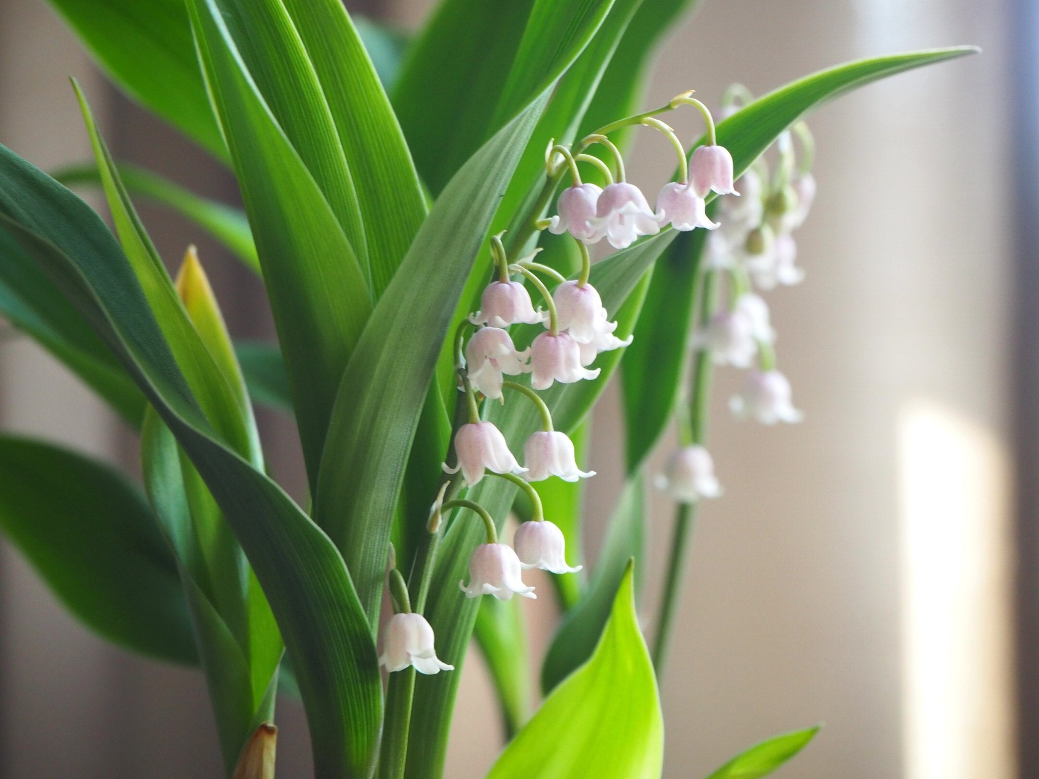 Lelietje Van Dalen - Convallaria Majalis 'Rosea' (roze) - Clay & Roots - van de kwekerij