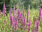 Lythrum Salicaria - Clay & Roots - van de kwekerij