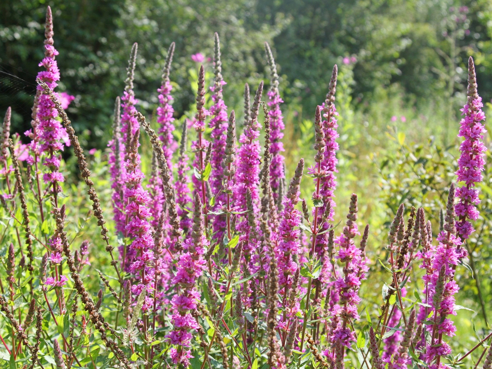 Lythrum Salicaria - Clay & Roots - van de kwekerij